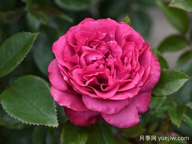 旧日之花月季/往日花/维也纳玫瑰(图1) 旧日之花月季/往日花/维也纳玫瑰(图1)