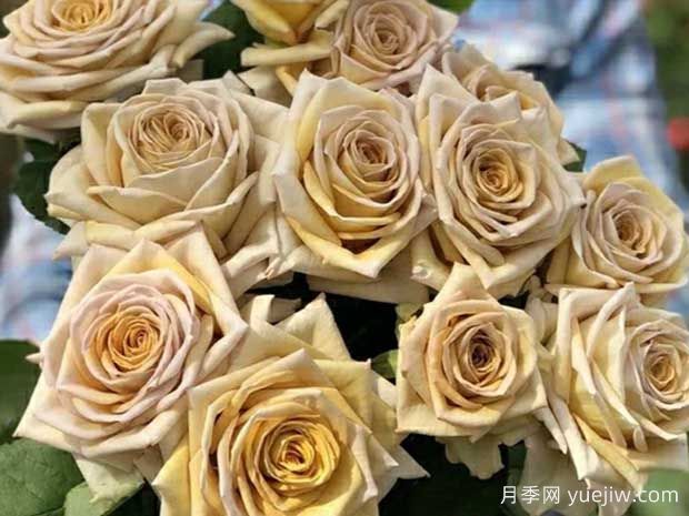 剧透月季/破坏王/捣蛋鬼(图1)