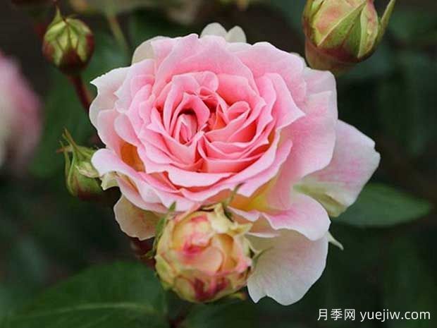凯撒月季(图1)