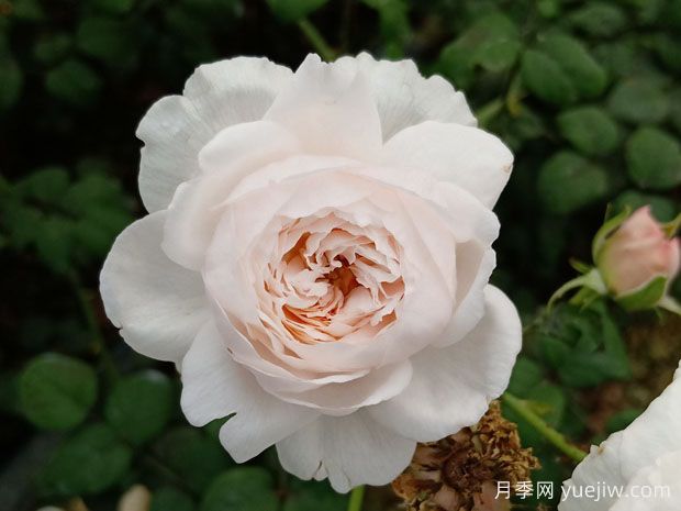 情索月季(图1)