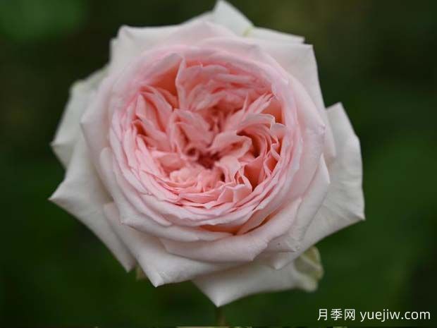 含香月季(图1)