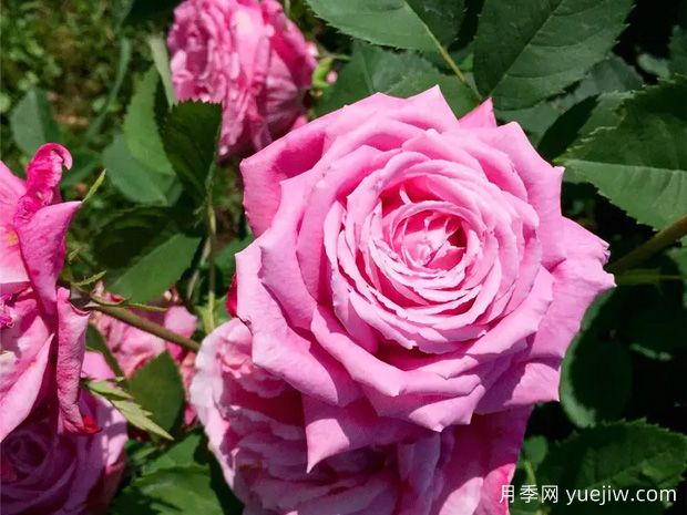 约翰莱恩夫人月季(图2)