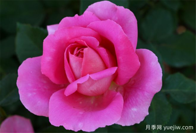 香恋月季(图1)