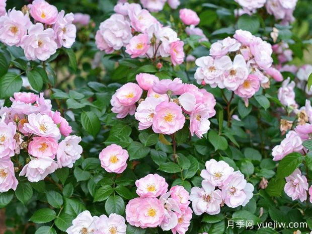 苹果花月季(图2) 苹果花月季(图2)