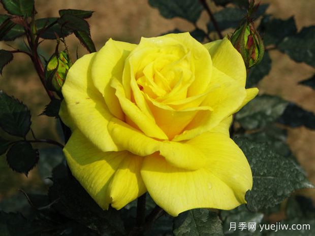 又香又美！全球最香月季10大排行榜(图18)