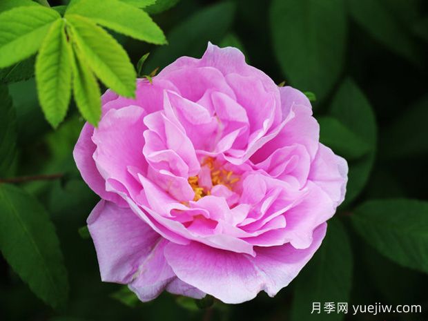 又香又美！全球最香月季10大排行榜(图19)