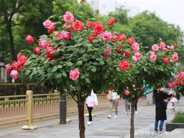 买什么月季花？月季树花色花型多样美丽极了(图2)