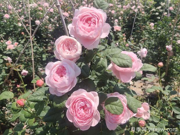推荐15种超美的欧月月季任你选，开花多花量大(图1)