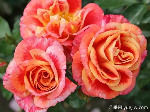 点彩画月季/喷枪月季(图2) 点彩画月季/喷枪月季(图2)