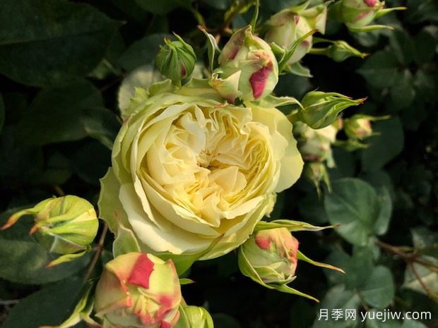 维多利亚婚礼月季(图1) 维多利亚婚礼月季(图1)