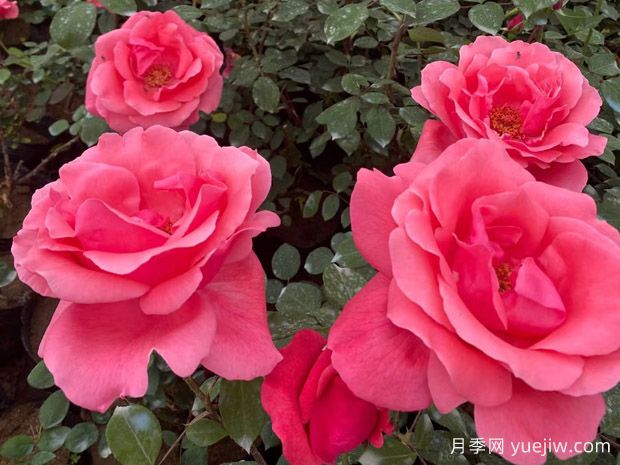 大花月季花期和开花时间是什么时候?(图1) 大花月季花期和开花时间是什么时候?(图1)