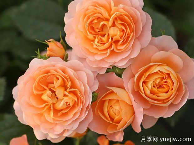 月季花通用养护技巧总结，为啥买来几天月季就蔫了？(图2)