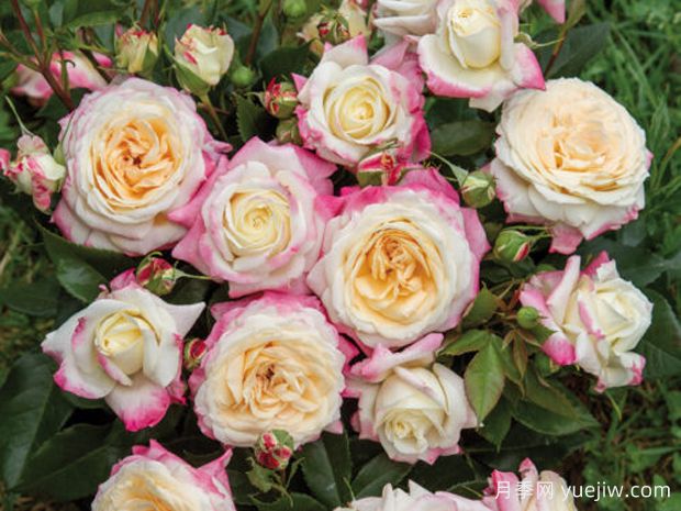玲珑月季Bijou(图1) 玲珑月季Bijou(图1)