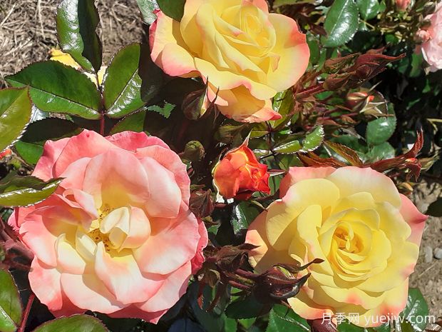 凯特齐灵渥斯月季(图1) 凯特齐灵渥斯月季(图1)