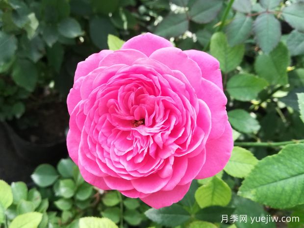 新时代月季(图2)