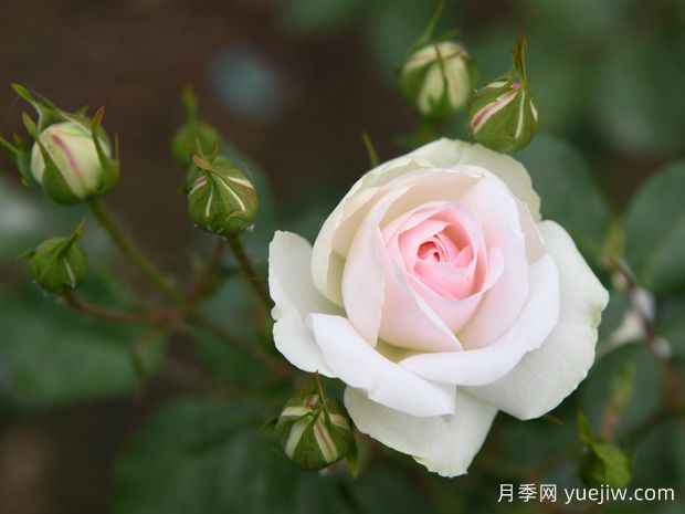 可爱冰淇淋月季/可爱冰激淋(图1) 可爱冰淇淋月季/可爱冰激淋(图1)