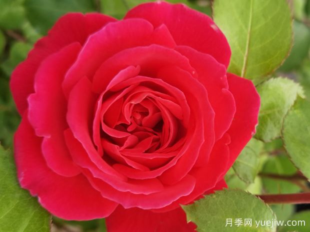 南阳红月季(图1) 南阳红月季(图1)
