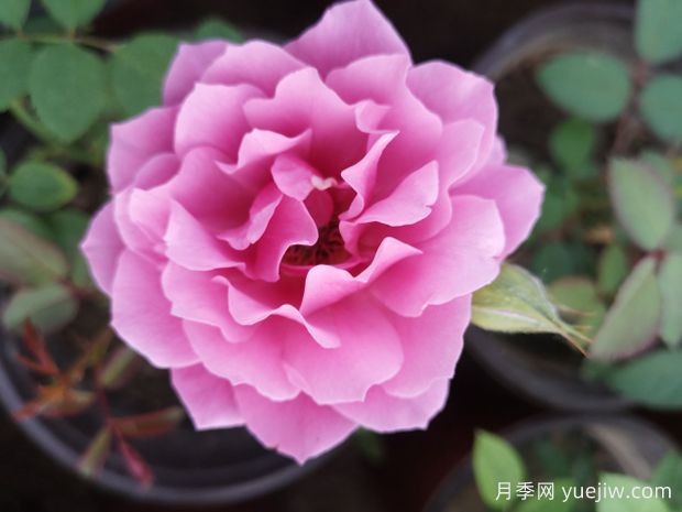 花容月貌月季(图1)