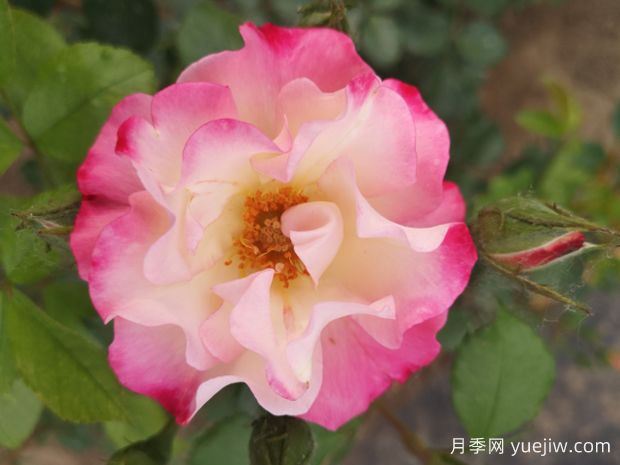 阳春白雪月季(图1)