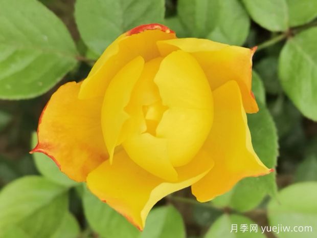 将军扣月季(图1)