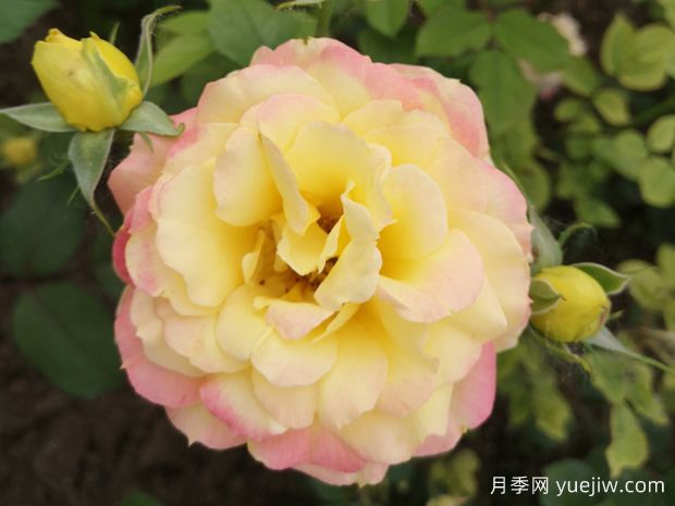 北京之春月季(图1)