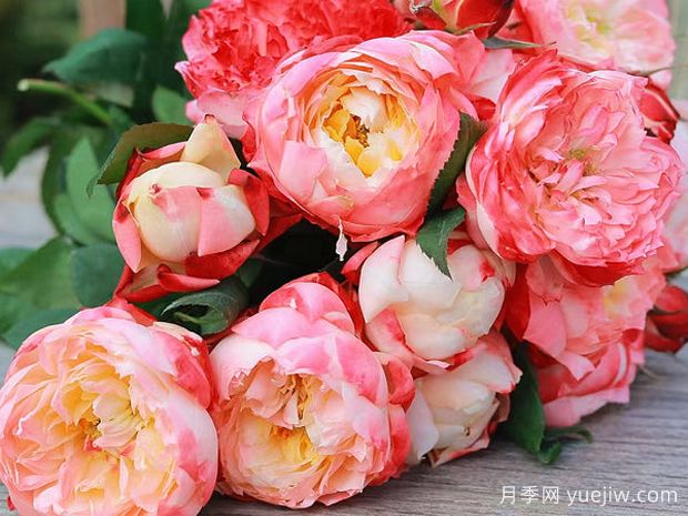 苹果运气月季/苏琪公主/运气爆发(图2) 苹果运气月季/苏琪公主/运气爆发(图2)