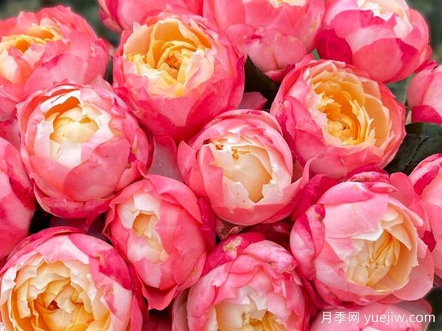 苹果运气月季/苏琪公主/运气爆发(图3) 苹果运气月季/苏琪公主/运气爆发(图3)