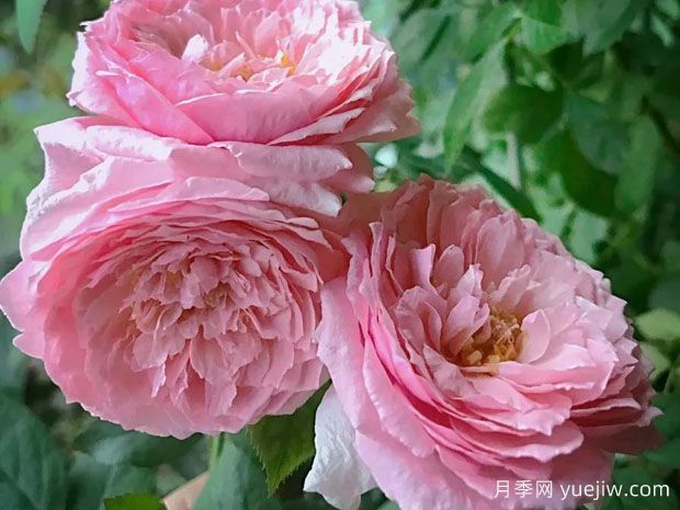 女人的遗产月季/传世芳华/传家宝夫人(图3) 女人的遗产月季/传世芳华/传家宝夫人(图3)