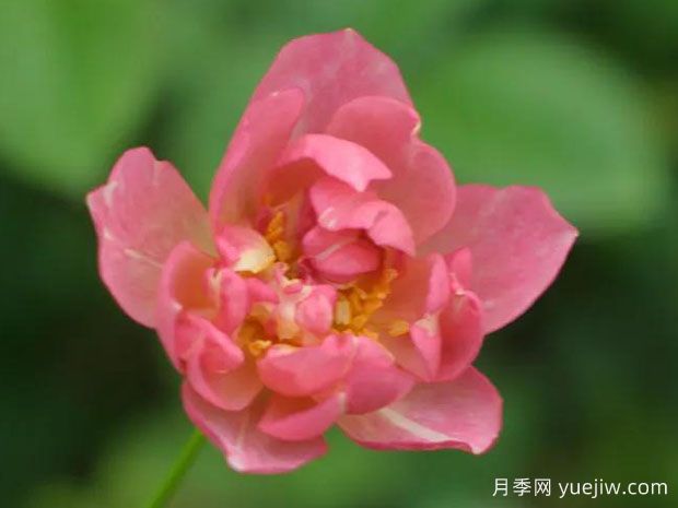凪月季(图2)