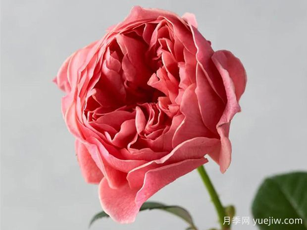 香织装饰月季(图1) 香织装饰月季(图1)