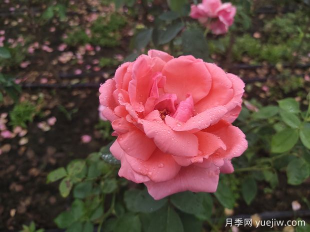 月季花养殖需要注意什么温度与湿度？(图1)