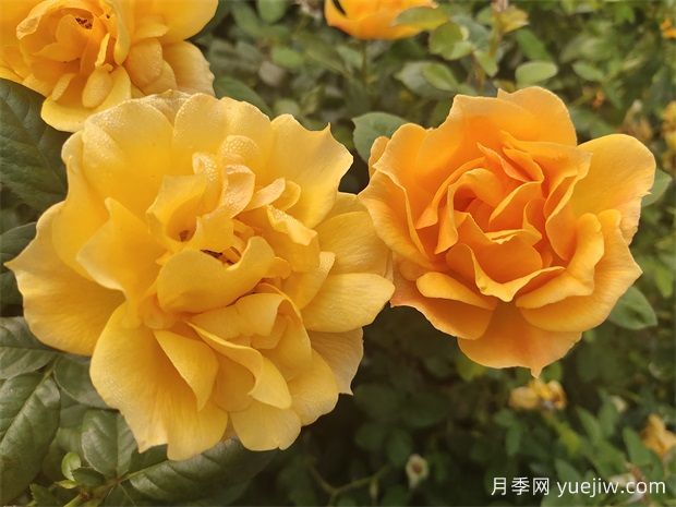 工程绿化常用丰花月季品种有哪几种？(图3)