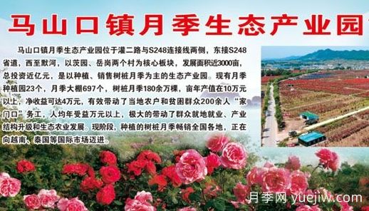 南阳市内乡县月季苗圃企业(图1)