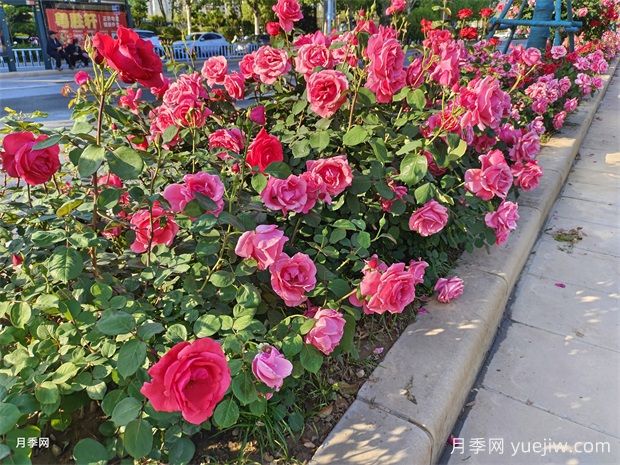 花坛和花境是什么？有什么区别？(图1)