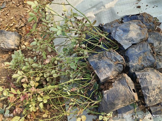 仙境盆栽月季杯苗粉色丰花，绿化工程批发(图3)