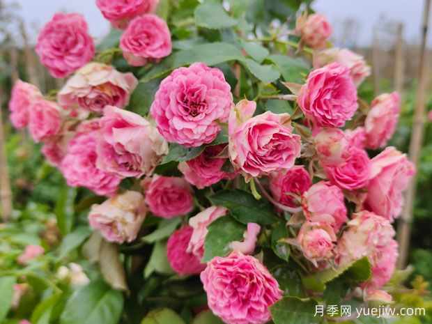 花量大生长快的4种月季花，适合打造花墙拱门(图1)
