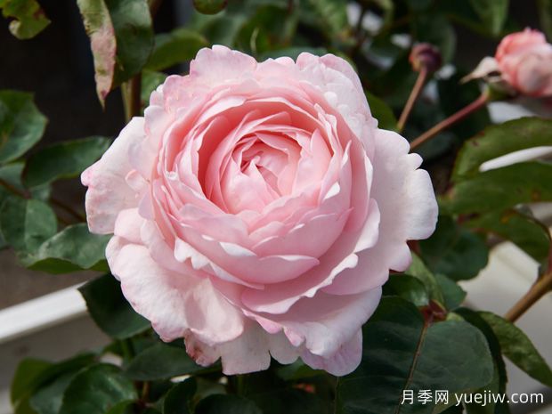 伊万卡月季(图1) 伊万卡月季(图1)