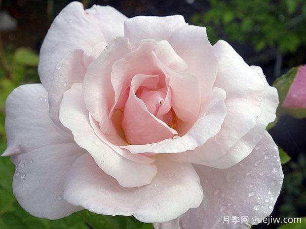 格拉西奥萨月季(图2) 格拉西奥萨月季(图2)