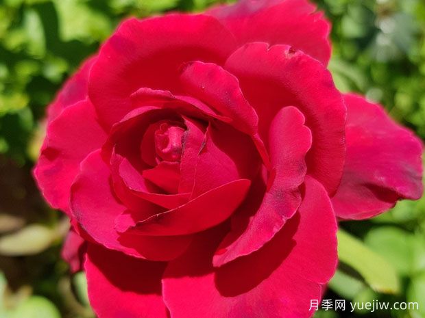 戴维营月季(图1) 戴维营月季(图1)