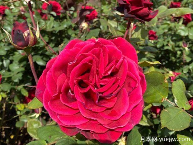 戴维营月季(图2) 戴维营月季(图2)