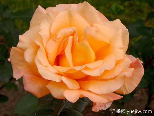 威士忌月季(图1) 威士忌月季(图1)