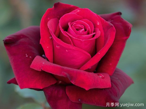 情欲月季/情趣/欲女/伊洛蒂卡(图1) 情欲月季/情趣/欲女/伊洛蒂卡(图1)