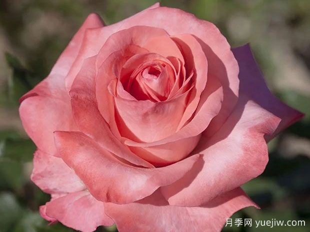 阿蒂尔兰波月季(图1) 阿蒂尔兰波月季(图1)