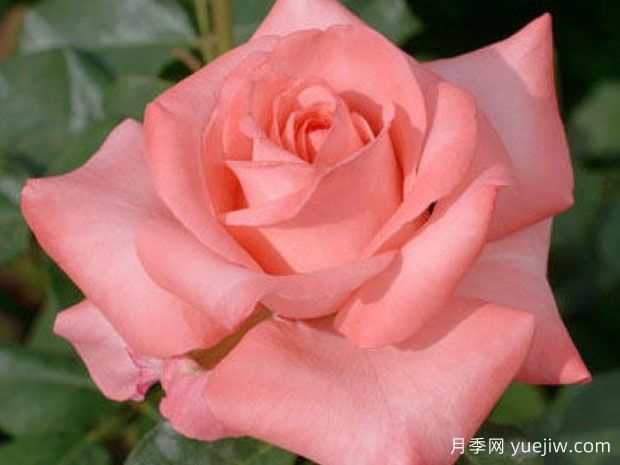 阿蒂尔兰波月季(图2) 阿蒂尔兰波月季(图2)