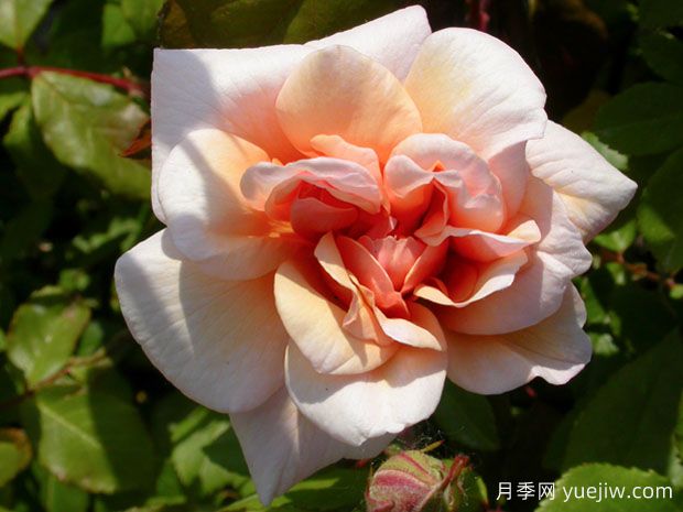 金珍珠月季(图1) 金珍珠月季(图1)