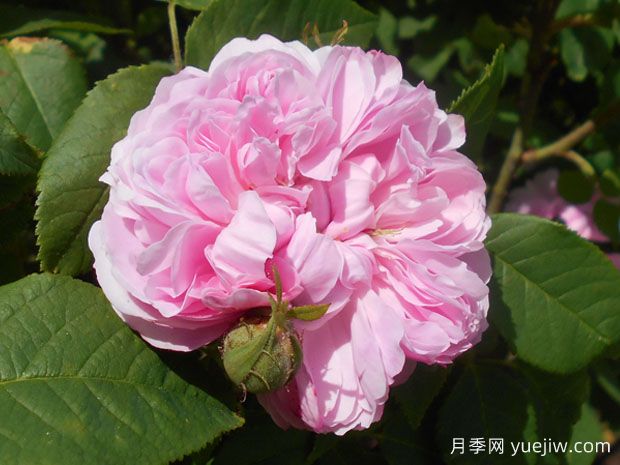 雅克卡地亚月季/卡迪亚(图2) 雅克卡地亚月季/卡迪亚(图2)