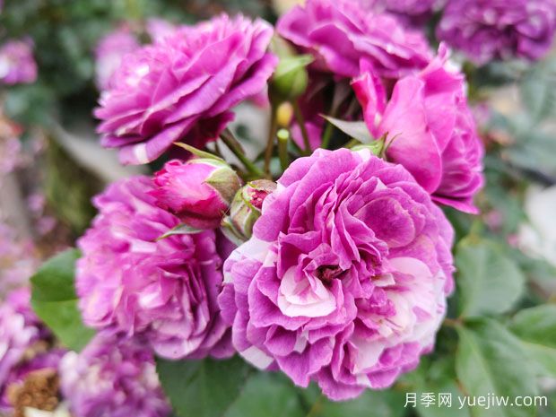 美丽芬芳的月季花(图1)