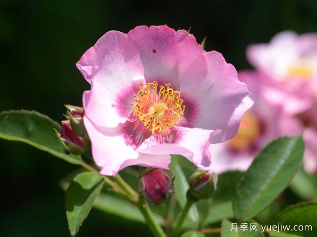 波斯黎明月季(图1) 波斯黎明月季(图1)