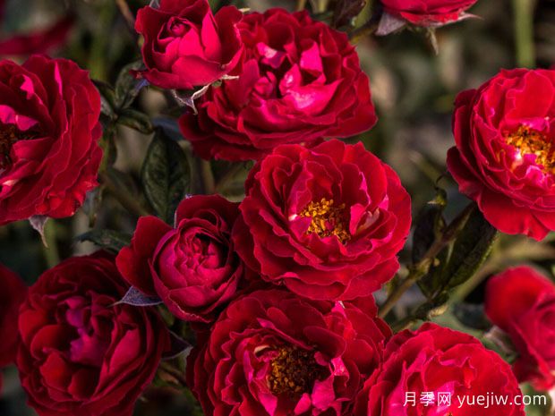 樱桃提尼酒月季(图1) 樱桃提尼酒月季(图1)