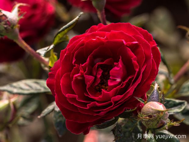 樱桃提尼酒月季(图2) 樱桃提尼酒月季(图2)